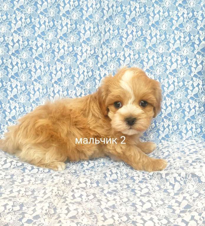 Собаки в Москве: мальтипу мальчик F1  Мальчик, 70 000 руб. - фото 4