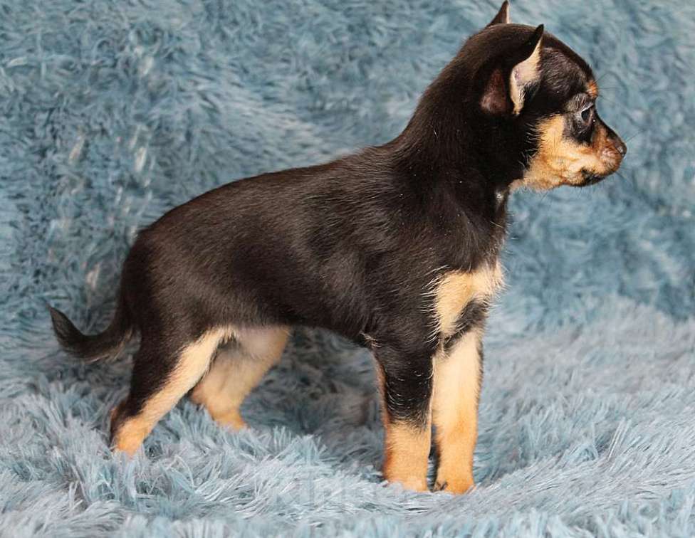 Собаки в Москве: Девочка русский той Девочка, 35 000 руб. - фото 4