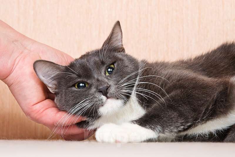 Кошки в Москве: Молодая комфортная кошечка Муся в добрые руки Девочка, Бесплатно - фото 3