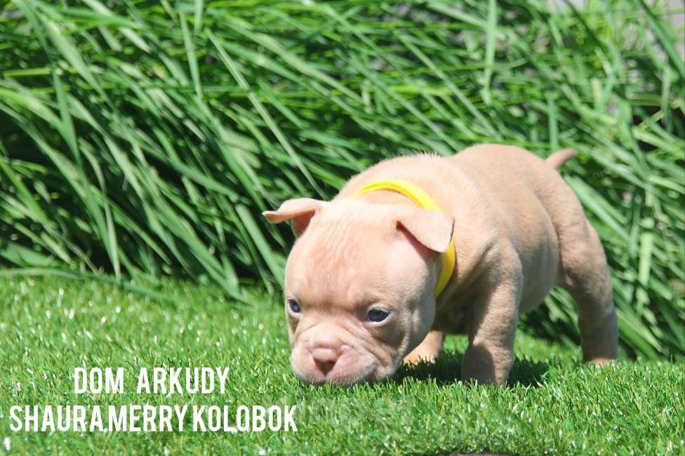 Собаки в Саратове: Очаровательнвя булочка Девочка, 100 000 руб. - фото 5