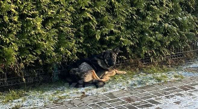 Собаки в других городах Ленинградской области: Найден щенок Мальчик, Бесплатно - фото 1