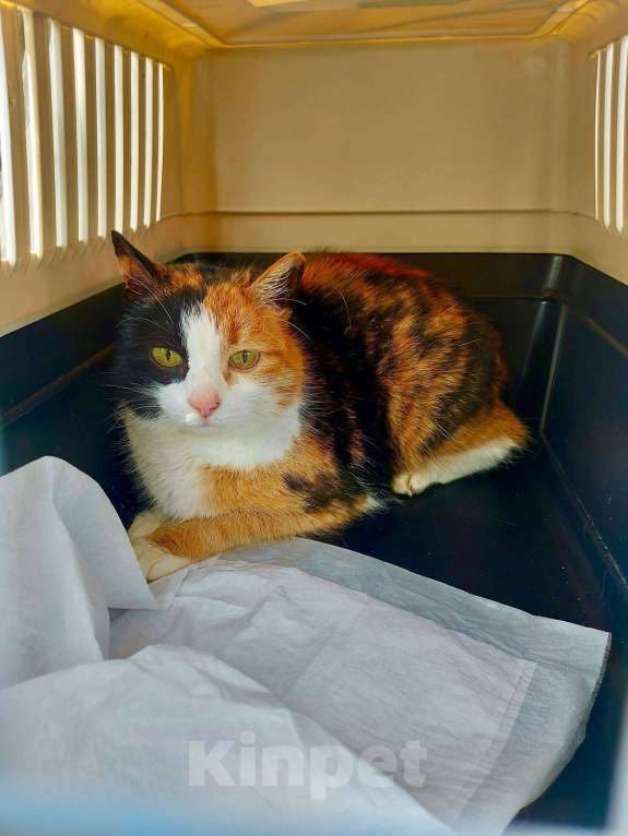 Кошки в Москве: Апельсинка хочет домой Девочка, Бесплатно - фото 2