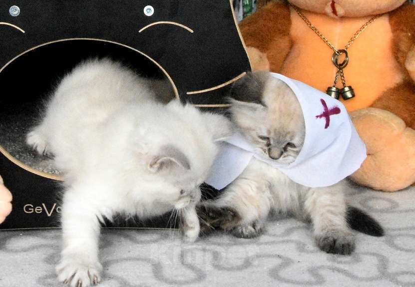 Кошки в Москве: Невские маскарадные котята Мальчик, 45 000 руб. - фото 6