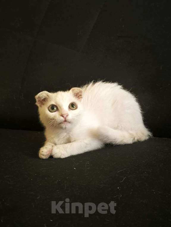 Кошки в Москве: Инопланетянка с огромными глазами Девочка, Бесплатно - фото 2