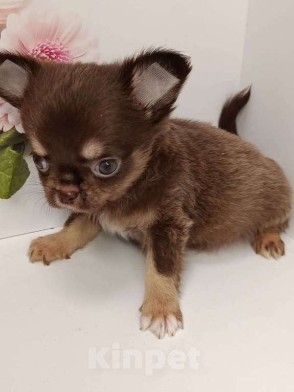 Собаки в других городах Московской области: Ленечка Мальчик, 40 000 руб. - фото 4