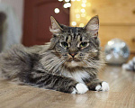 Кошки в Москве: кошка Марыся ищет дом Девочка, Бесплатно - фото 6