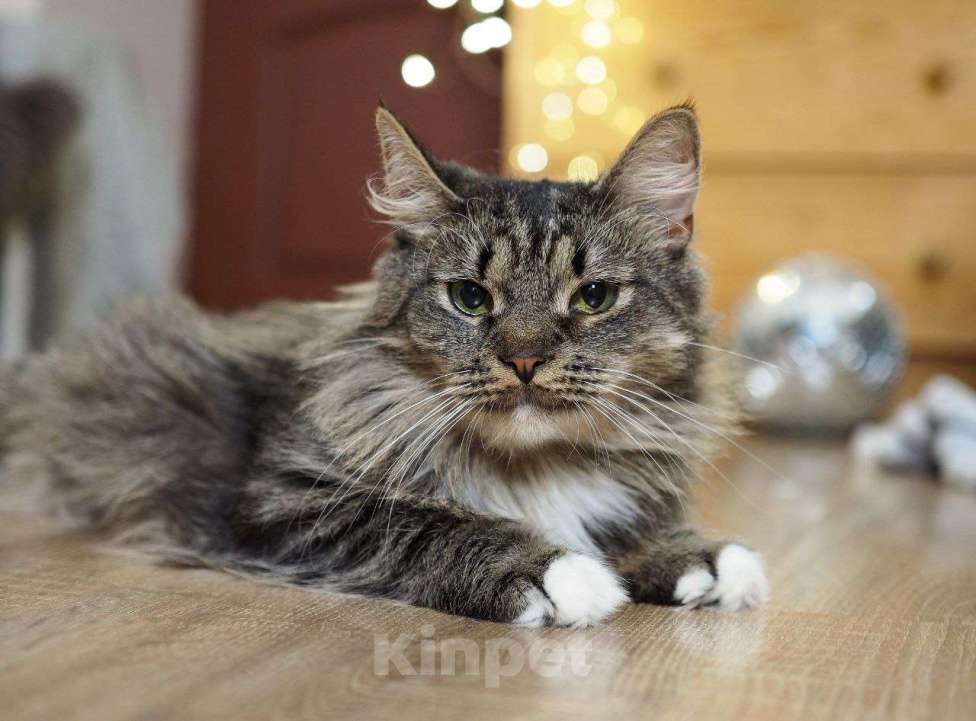 Кошки в Москве: кошка Марыся ищет дом Девочка, Бесплатно - фото 6