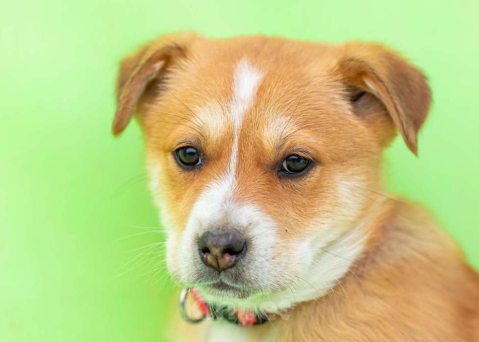 Собаки в других городах Московской области: Щенок Бетти в добрые руки Девочка, Бесплатно - фото 5