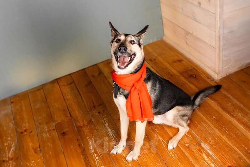 Собаки в Москве: Умничка Джефф в добрые руки Мальчик, 1 руб. - фото 8