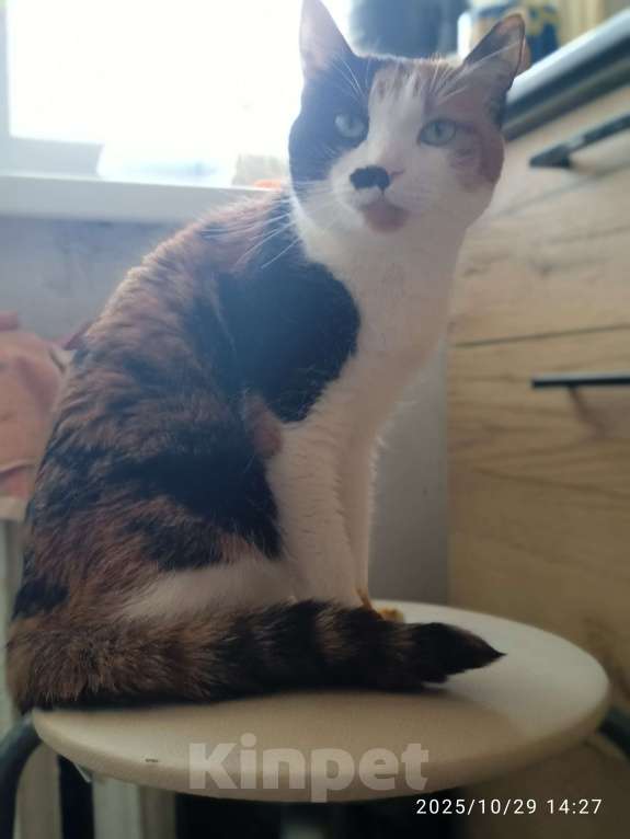 Кошки в других городах Приморского края: Ласковая кошечка по имени Булка Девочка, 1 000 руб. - фото 1