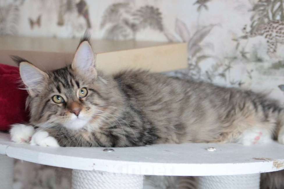 Кошки в Екатеринбурге: Котята мейнкун из питомника Ричкун - Екатеринбург Мальчик, 30 000 руб. - фото 7