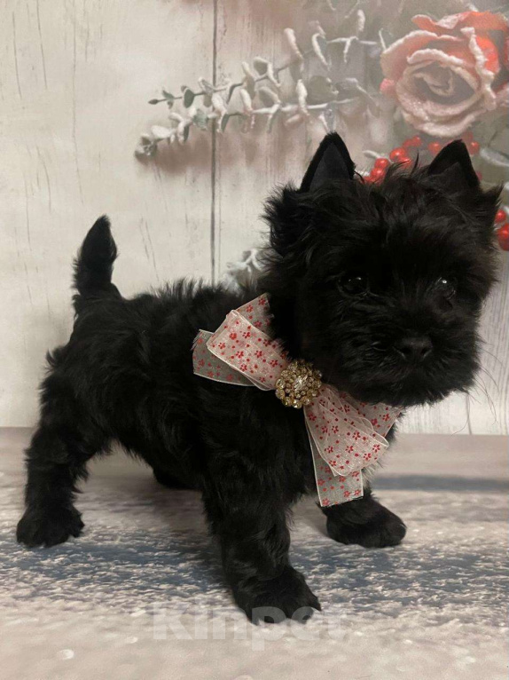 Собаки в Москве: Щенок черного йорка Мальчик, 66 000 руб. - фото 1