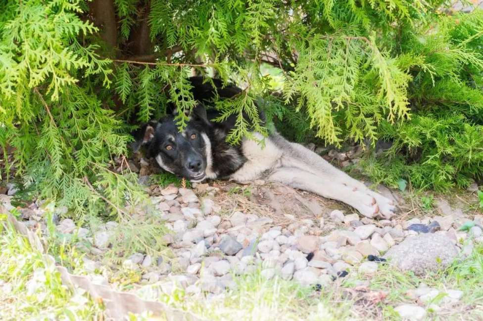 Собаки в Москве: Ланочка ищет дом Девочка, Бесплатно - фото 9