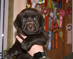 Собаки в Москве: Мальчик шоколадный  Мальчик, 80 000 руб. - фото 3