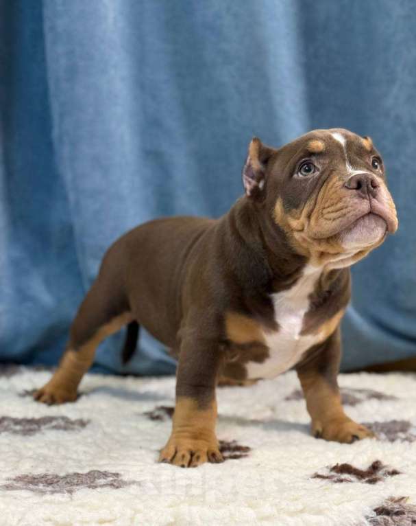 Собаки в Санкт-Петербурге: Продажа Мальчик, 100 000 руб. - фото 5