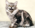 Кошки в Ливны: Котята курильского бобтейла, 10 000 руб. - фото 1