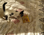 Кошки в Нолинске: МАленький котик., Бесплатно - фото 4