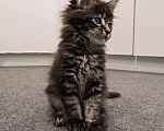 Кошки в Собинке: Котята Мейн-кун, 15 000 руб. - фото 4