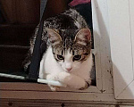 Кошки в Томске: Потерян Кот по имени Томас ( Кот вернулся домой, закройте объявление)) Мальчик, Бесплатно - фото 1