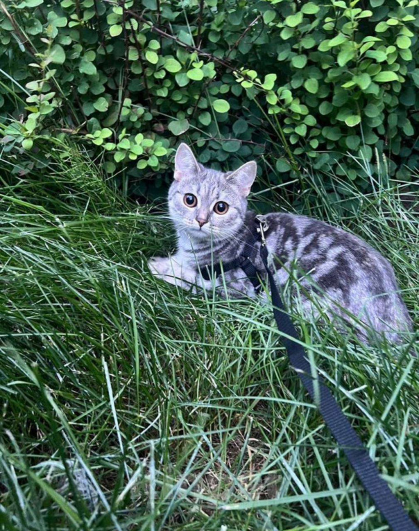 Кошки в Сургуте: Шотландский прямоухий котенок с принадлежностями Мальчик, 25 000 руб. - фото 2