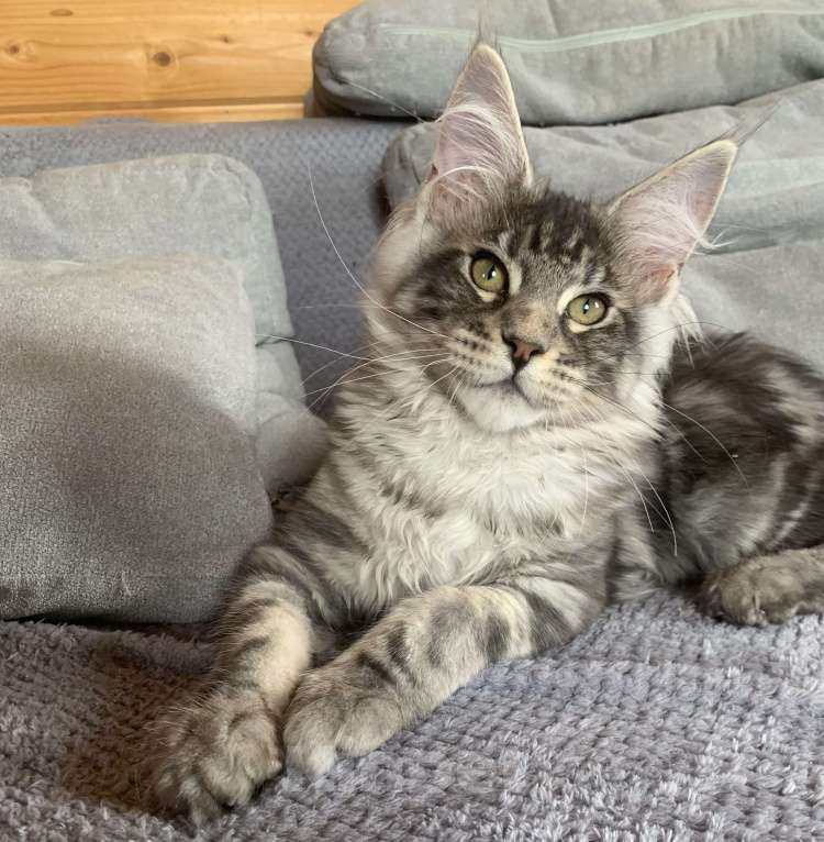 Кошки в Санкт-Петербурге: Котята мейн кун из питомника Nord-Westland Мальчик, 40 000 руб. - фото 4