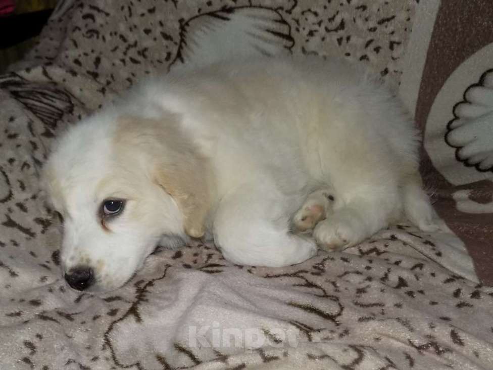 Собаки в Москве: Золотистый ретривер, mix девочка Девочка, 15 000 руб. - фото 7