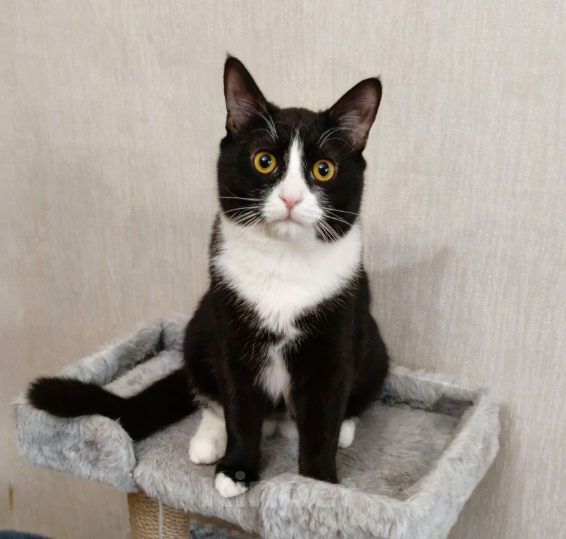 Кошки в Москве: Котёнок в добрые руки  Мальчик, Бесплатно - фото 5