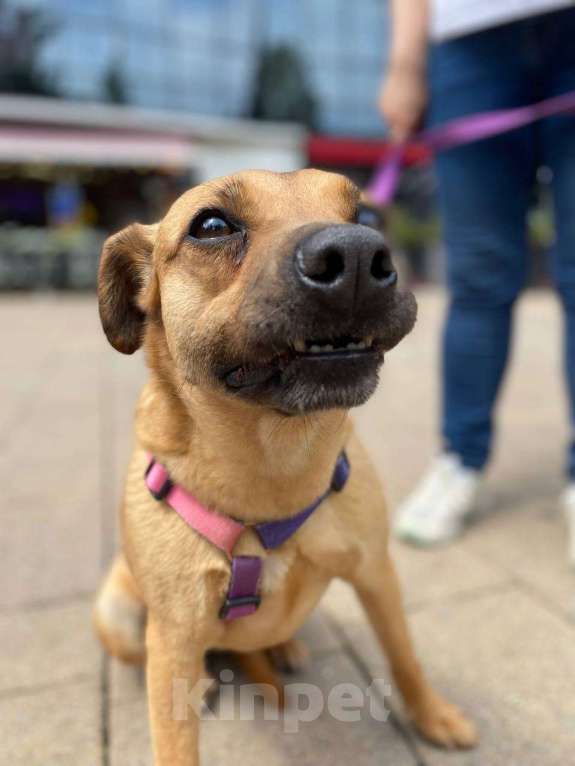 Собаки в других городах Краснодарского края: Метис левретки стерилизована чипирована в дар с доставкой Девочка, Бесплатно - фото 4