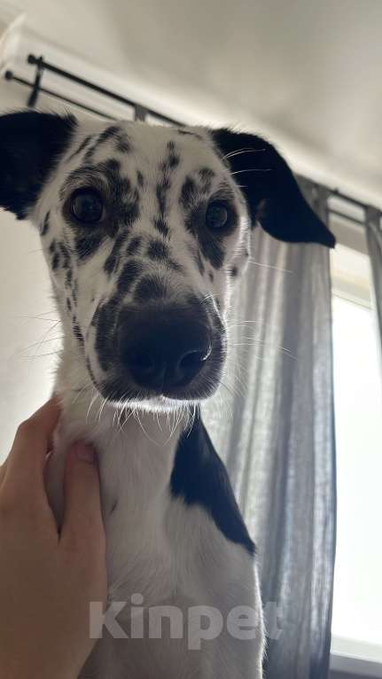Собаки в Краснодаре: Маленький далматин :-) (больше не вырастет) Девочка, 999 руб. - фото 3
