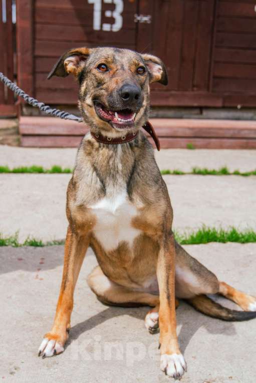 Собаки в Москве: Ласкушечка Стеша в поисках любящей семьи Девочка, 100 руб. - фото 5