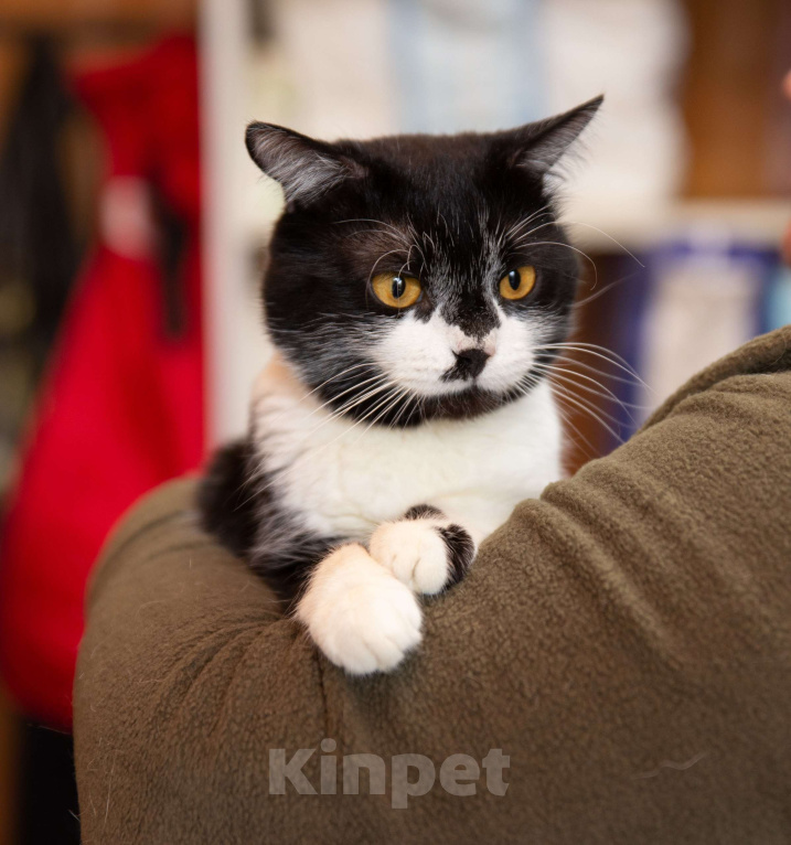 Кошки в Москве: Котик Степаша ищет мампап Мальчик, Бесплатно - фото 1