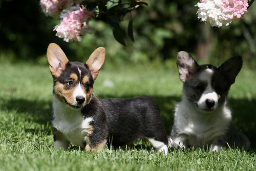 Собаки в Москве: Вельш корги кардиган-девочка Девочка, 50 000 руб. - фото 4