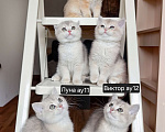 Кошки в Москве: Шотландские котята эксклюзивных окрасов Разнополые, 30 000 руб. - фото 1