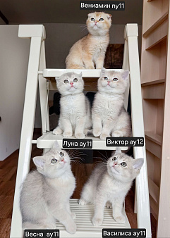 Шотландские котята эксклюзивных окрасов