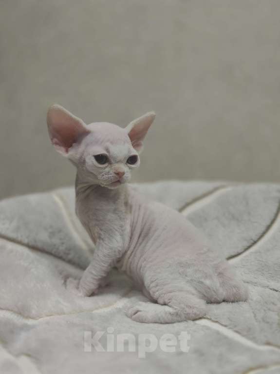 Кошки в Москве: Питомник предлагает котёнка Девон-Рекс Мальчик, 55 000 руб. - фото 1