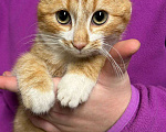 Кошки в Санкт-Петербурге: Рыженький ласкуша 3,5 мес Мальчик, Бесплатно - фото 2