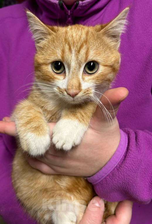 Кошки в Санкт-Петербурге: Рыженький ласкуша 3,5 мес Мальчик, Бесплатно - фото 2