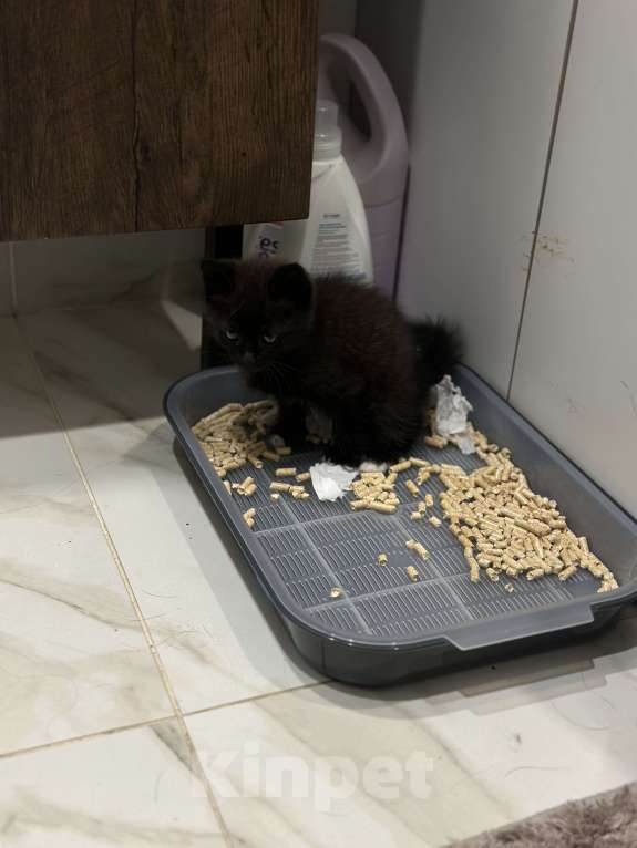 Кошки в Москве: Котик в добрые руки!  Мальчик, Бесплатно - фото 2