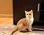 Кошки в Сочи: Британский котенок золотая шиншилла  Девочка, 15 000 руб. - фото 3