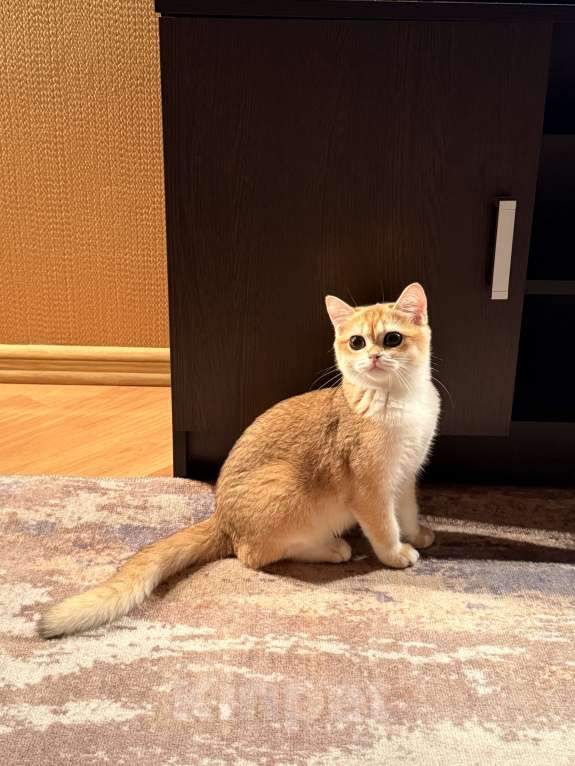 Кошки в Сочи: Британский котенок золотая шиншилла  Девочка, 15 000 руб. - фото 3