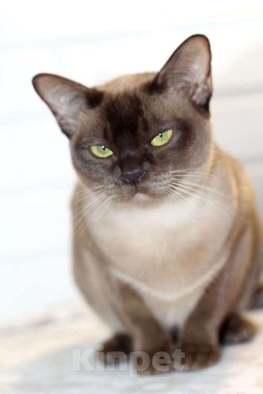 Кошки в Москве: Бурма - кошечка шоколадного окраса Девочка, 25 000 руб. - фото 4