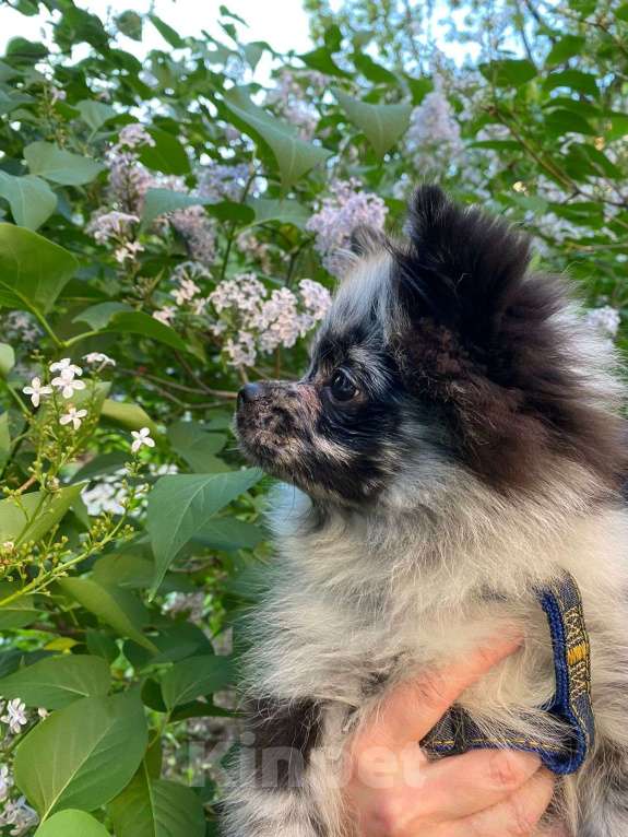 Собаки в Москве: Мальчик малого немецкого шпица  Мальчик, 20 000 руб. - фото 6