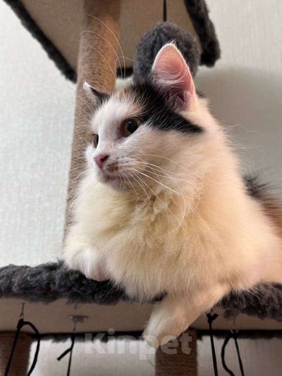 Кошки в Москве: кошка Сара ищет дом Девочка, Бесплатно - фото 2