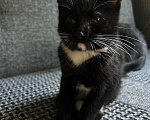 Кошки в Клине: Котята в добрые руки Разнополые, Бесплатно - фото 3