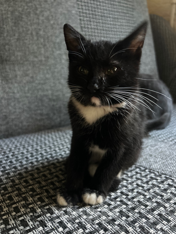Кошки в Клине: Котята в добрые руки Разнополые, Бесплатно - фото 3