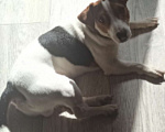 Собаки в Липецке: Убежала собака на 22 микрорайоне  Мальчик, Бесплатно - фото 1