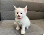 Кошки в Томске: Котята Мейн-кун Разнополые, 15 000 руб. - фото 3