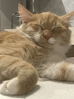 Отдам котика в добрые руки 