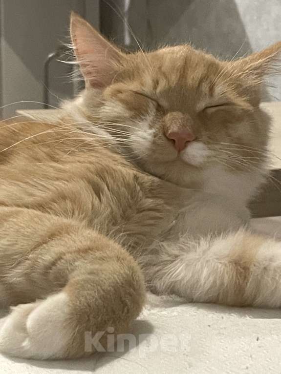 Кошки в Красноярске: Отдам котика в добрые руки  Мальчик, Бесплатно - фото 1