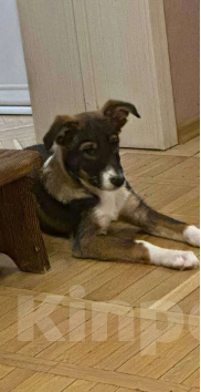 Собаки в Москве: Шикарный малыш (метис Якутской лайки) в поисках своих любящих родителей! Мальчик, Бесплатно - фото 5